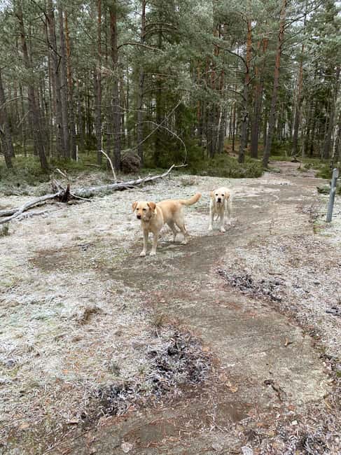Stockholm: Dog Walk in Nature Reserve with Swedish Fika - Key highlights worth your attention