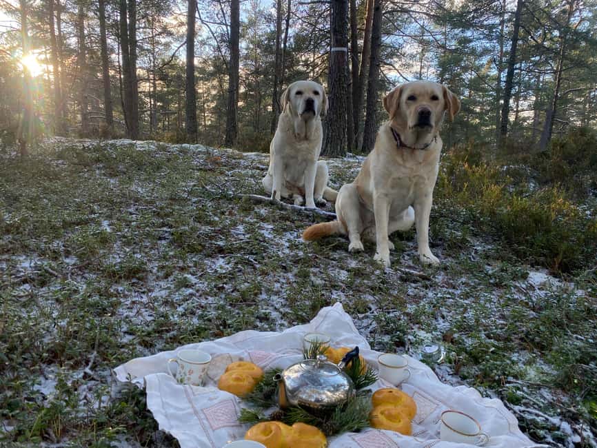 Stockholm: Dog Walk in Nature Reserve with Swedish Fika - The forest walk, sensory moss moments, and what Helena teaches
