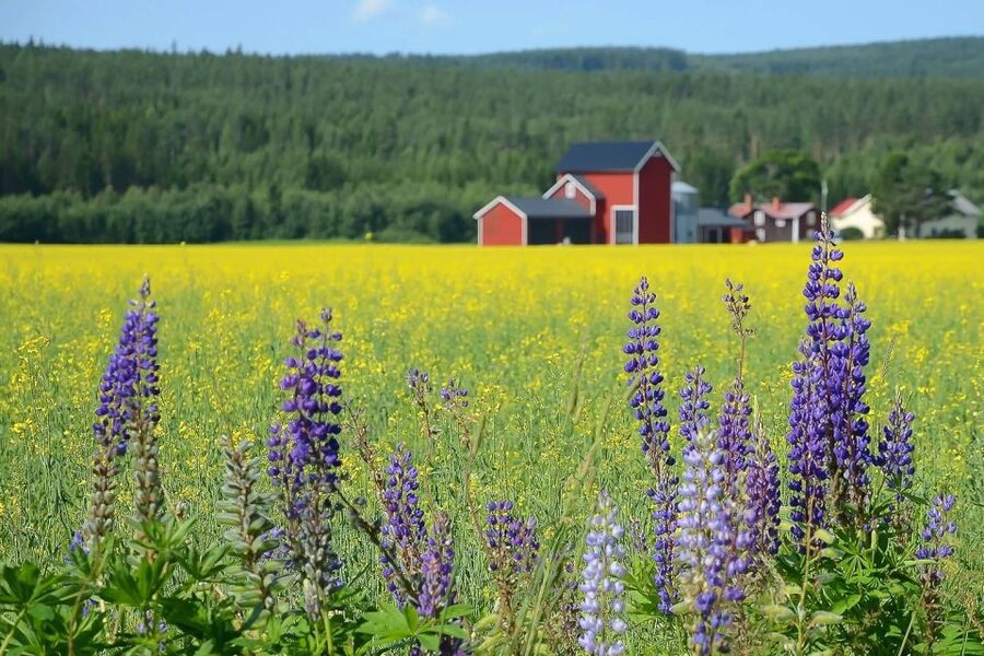 Stockholm: Evening Wildlife Safari with Midsummer Meal - A 4-hour sunset wildlife safari that feels like rural Sweden, not a drive-by