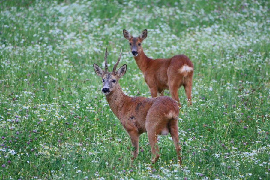 Stockholm: Evening Wildlife Safari with Midsummer Meal - Your evening itinerary: a short forest walk, then meadow-and-woodland scanning