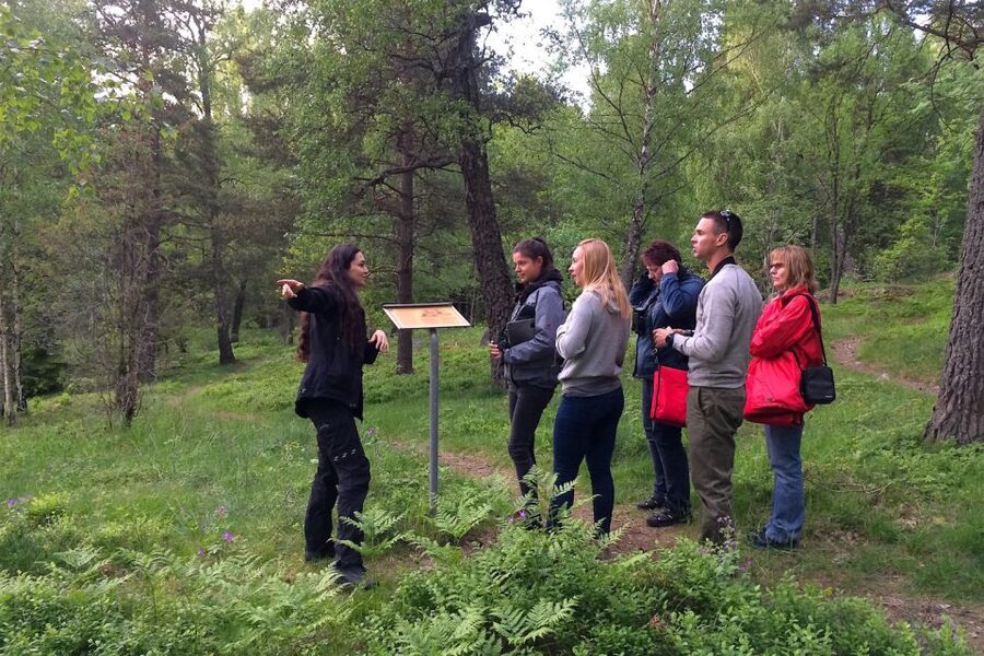 Stockholm: Evening Wildlife Safari with Midsummer Meal - Viking runestones and 17th-century manor houses: history you can actually see