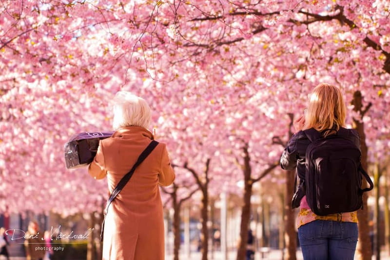 Stockholm: Highlights Guided Walking Tour - Djurgården: the national-park feeling with museums nearby