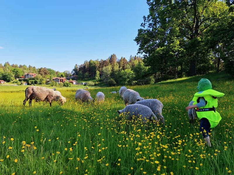 Stockholm: Self Guided Kayak Adventure in Nature Reserve - Wildlife Spotting Tips That Keep You Safe and Happy