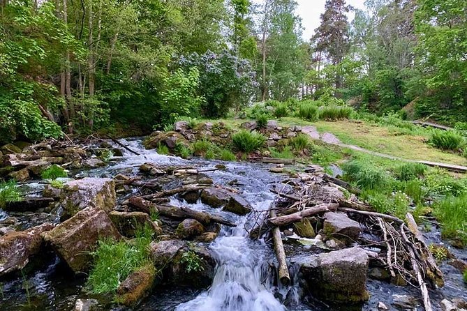 Stockholm: Sunset Hike in Tyresta National Park with Meal - The dusk hike through old forest: pace, footing, and wildlife odds