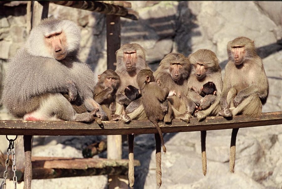 Stockholm: The Skansen Aquarium Entry Ticket - Who Should Book This, and Who Might Reconsider