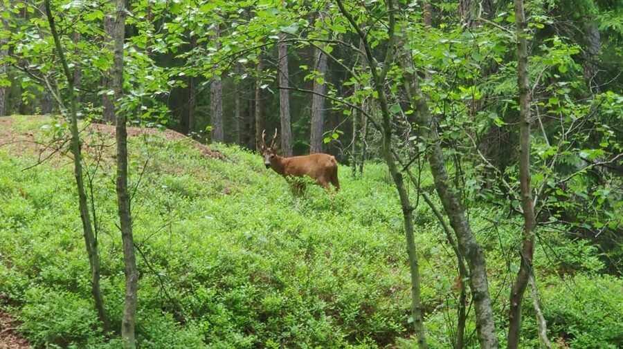 Stockholm: Wildlife Tour With Dinner and Short Hike - Should you book the Stockholm: Wildlife Tour With Dinner and Short Hike?