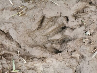 Wildlife Tour With Dinner and Short Hike