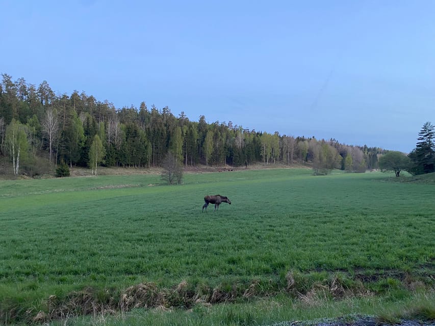 Stockholm: Wildlife Tour With Dinner and Short Hike - What you actually learn: animal behavior, habitat, and why guides matter