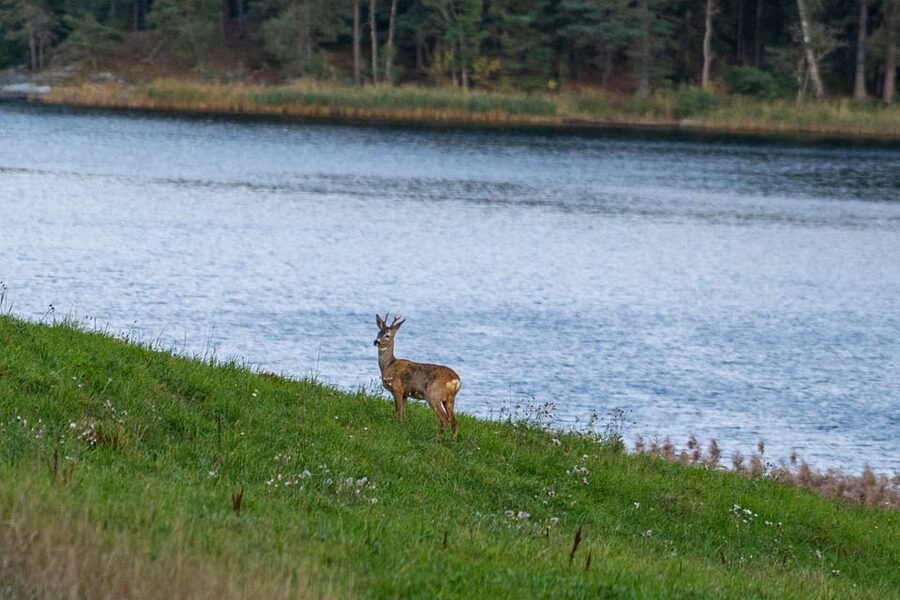 Stockholm: Wildlife Tour With Dinner and Short Hike - Wildlife you can look for, plus the reality check on guarantees