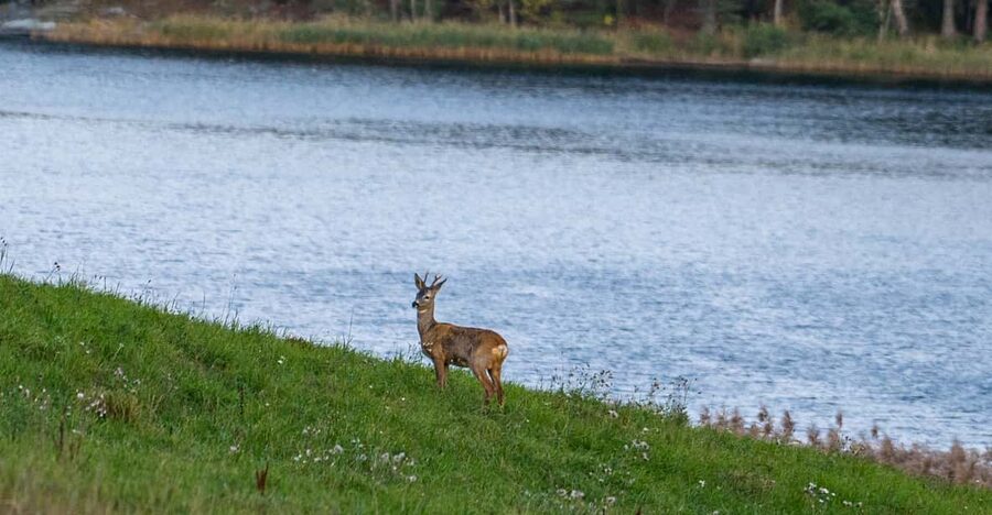 Stockholm: Wildlife Tour With Dinner and Short Hike - Comfort and packing: what matters for a 5-hour dusk outing