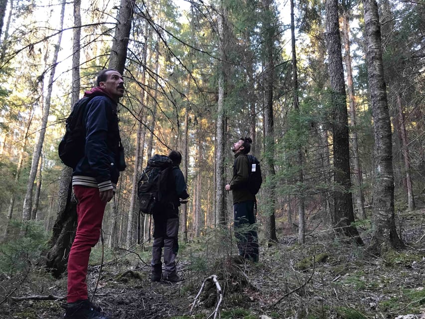 Stockholm: Wildlife Tour With Dinner and Short Hike - Who this is best for, and who should skip it