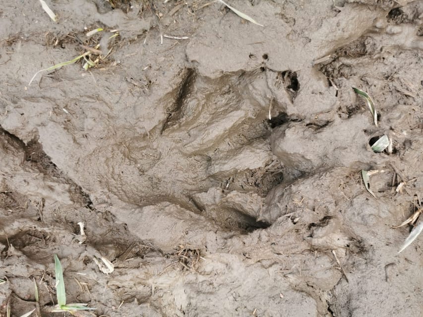 Stockholm: Wildlife Tour With Dinner and Short Hike - The van-and-hike plan: how you go from one trail to several spotting chances