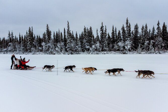 Sunrise Zen Husky Tour (10:00 to 13:00 - sitting on the sled) - Entering the Winter Woods: What the Sled Ride Feels Like