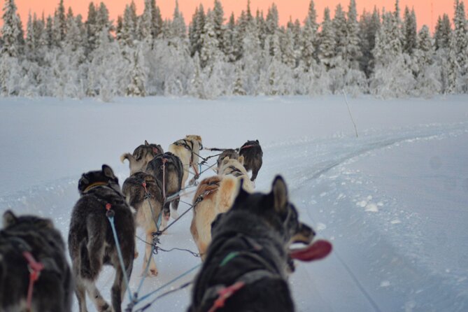 Sunrise Zen Husky Tour (10:00 to 13:00 - sitting on the sled) - The Huskies Up Close: Caring for the Team Before and After