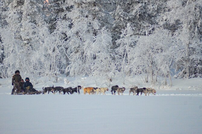 Sunrise Zen Husky Tour (10:00 to 13:00 - sitting on the sled) - The Small-Group Advantage: Comfort, Attention, and Less Chaos