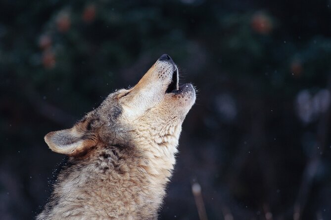 The Wolf Howl Experience - Key things I’d circle on your planning list