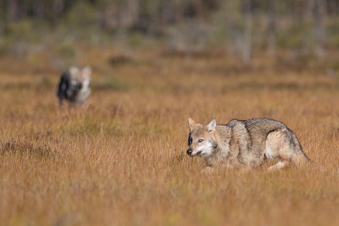 The Wolf Howl Experience - Day 3: Morning Watch, Then Back to a Real Shower and Bed
