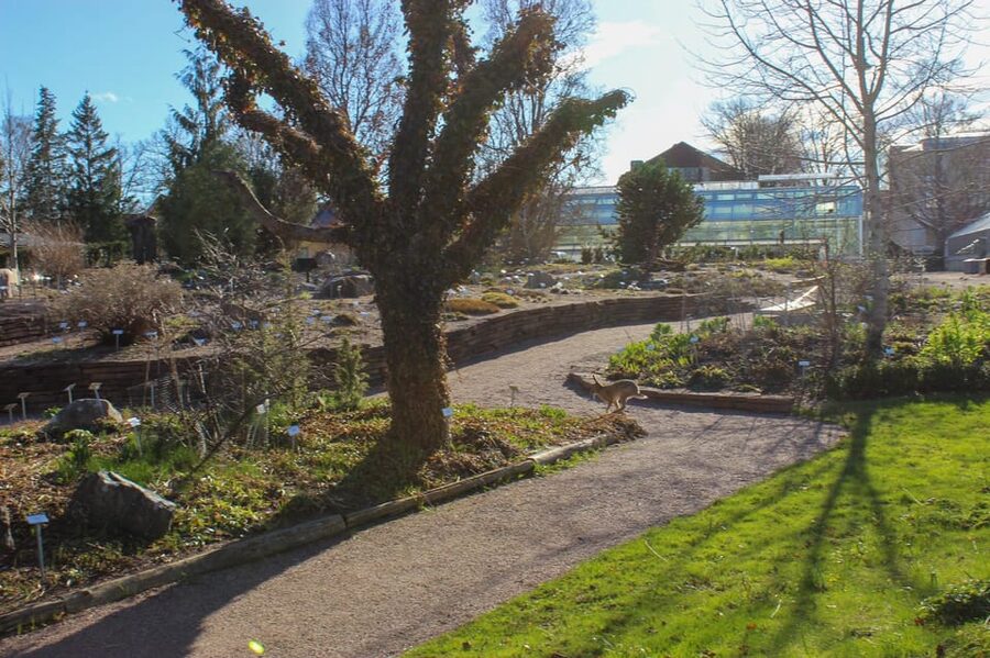 Uppsala: City Highlights and Hidden Gems Walking Tour - Botanical Gardens: Linnaeus Here, Not Just in Textbooks