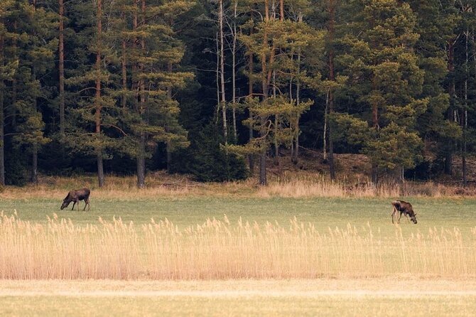 Wolf and Wildlife Tracking in Sweden - The 6 km Wolf Territory Hike: Reading Clues Like a Local
