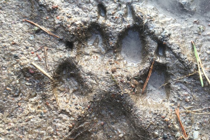 Wolf and Wildlife Tracking in Sweden - Winter Wonder: Frozen Lakes and Tracking Without Tricks