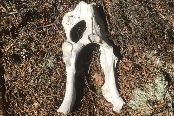 Wolf and Wildlife Tracking in Sweden - Binoculars and Night Vision: What They Actually Do for You