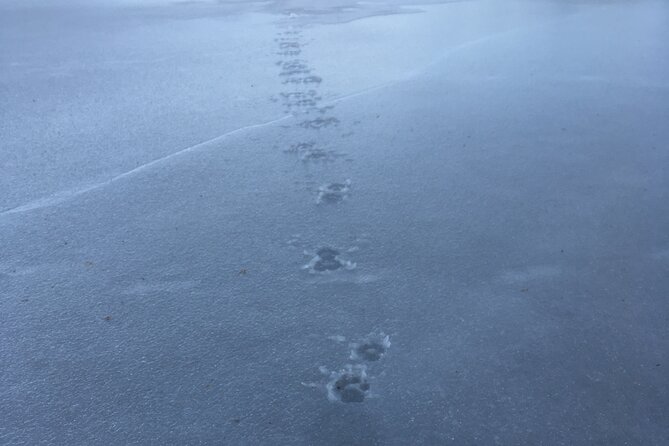 Wolf and Wildlife Tracking in Sweden - Lunch BBQ, Snacks, and Hot Drinks: Real Fuel for Cold Hours