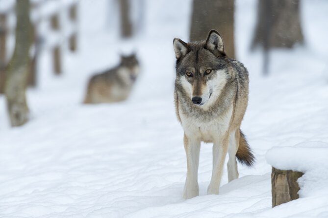 Wolf and Wildlife Tracking in Sweden - Price and Value: Is $215.95 Actually Reasonable?