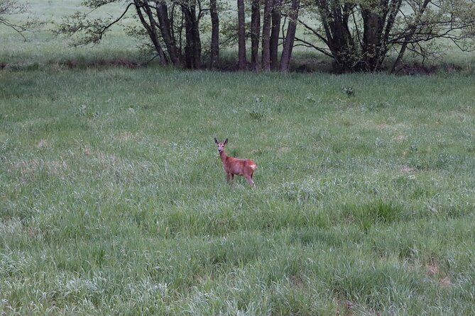 Wolf and Wildlife Tracking in Sweden - From True Nature Sweden to Sörmlandsleden: How the Day Starts